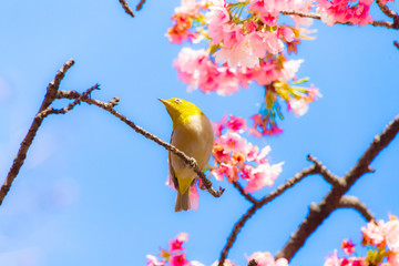The Japanese White-eye.The background is cherry blossoms. Located in Tokyo Prefecture Japan.