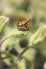 Cimice