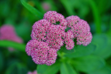 Pink blooms of sedum 