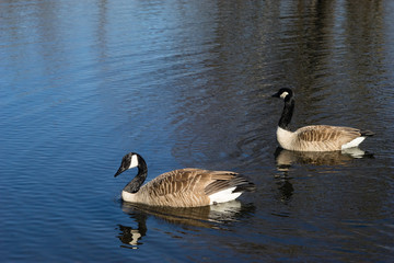 Obraz premium Pair of Canada geese on a swimming on a pond