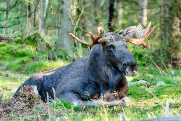 Old moose (Alces alces) bull resting in conifer forest.