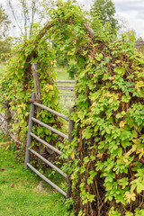 Garden gate surrounded by green hop.