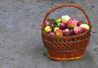 Fresh ripe organic apples in a basket.Harvest time,Seasonal fruit gathering, fall in apple garden,agriculture and farming concept.Selective focus.