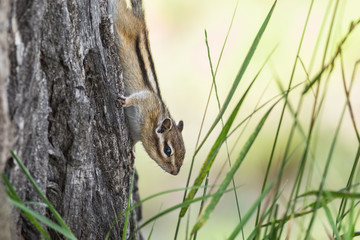 Chipmunk