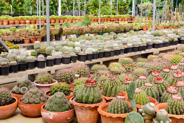 Cactus tree shop with breeding in the house