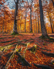 Landscape with the autumn forest. Strong roots of old trees.