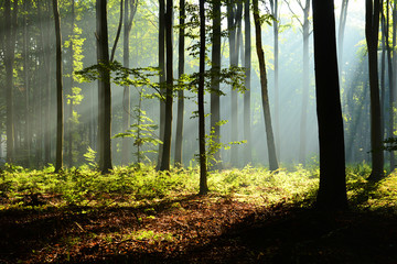 Morning in the forest © Piotr Krzeslak