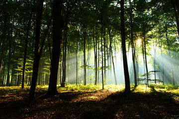 Obraz premium Morning in the forest