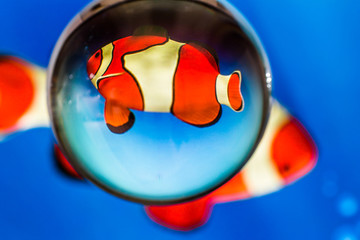 Pesce marino in acquario