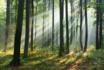 Fotobehang Morning in the forest © Piotr Krzeslak