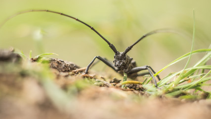 Beetle close-up