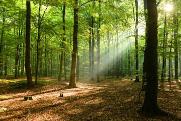 Obraz premium Morning in the forest