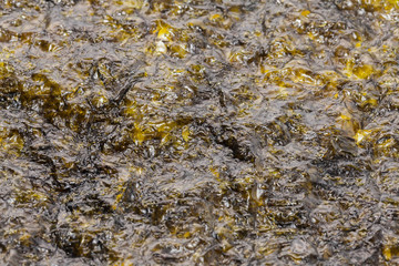 seaweed sheet on white background