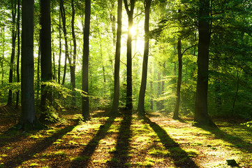 Obraz premium Morning in the forest