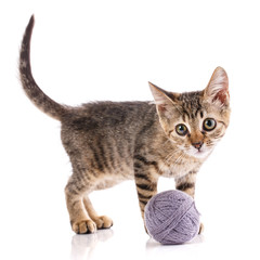 A kitten on a white background. The cat is playing with the ball