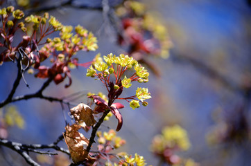 Maple tree blossoms against blue sky in spring. Close-up picture of maple flower