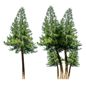 Pine tree isolated
