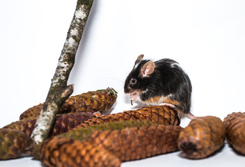 Black and white mouse, cones