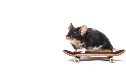 Black and white mouse with skateboard