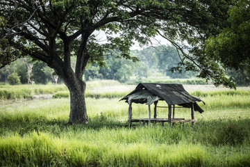 Fototapeta na wymiar a hut in rice field