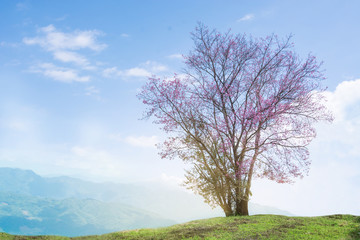 Image Of Wild Himalayan Cherry Tree Alone On The Hill, Oil Paint Style Image.