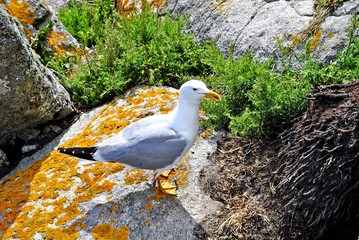 Gaviota en las rocas
