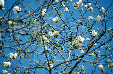 Soft focus image of magnolia flowers under sun light. spring season background