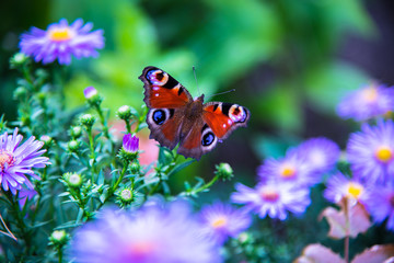 Schmetterling im Garten