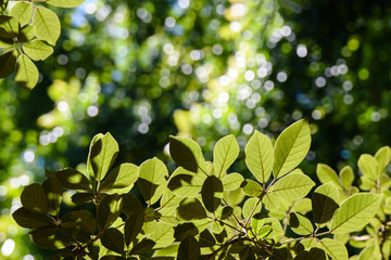 Fototapeta premium green leaves and blur with sunlight background