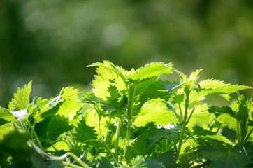 Young fresh Nettle plant in a spring sunny day. Spring season background
