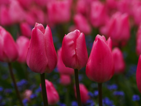 Bright Pink Tulip Field