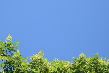 Bright green leaves against blue sky at the bottom of the frame, copy space using as background or wallpaper