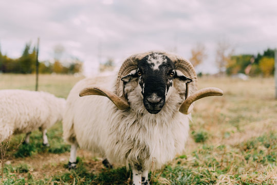 A horned sheep on a farm