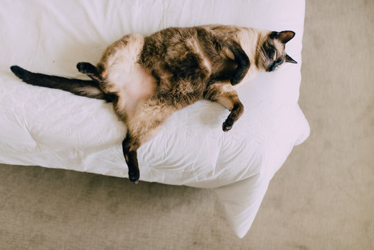 A cat laying on a bed