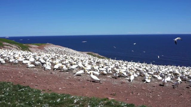 Panning overlook of white gannet bird colony nesting on cliff, flying, walking on Bonaventure Island in Perce, Quebec, Canada by Gaspesie, Gaspe region