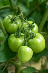 Fresh green tomatoes on tree in the vegetable garden