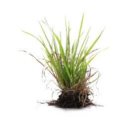 Grass with dirt, isolated on white background