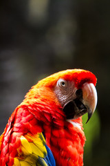 Scarlet macaw