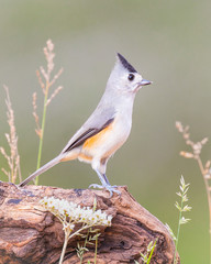 Black-crested Titmouse - 6263 © Wally Hampton