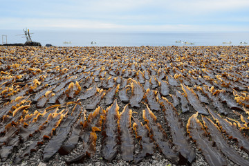 北海道の風物詩　昆布干し