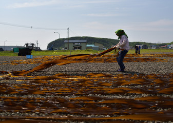 北海道の風物詩　昆布干し