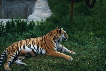 tiger in the grass