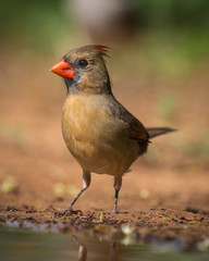 Female Northern Cardinal - 7192