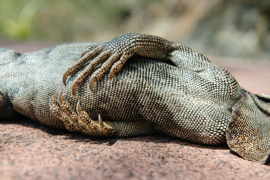 Dead Iguana in the Road