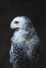 Fototapeta premium The owl is staring.