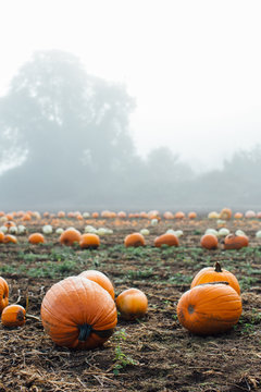 Several large sumo pumpkins in a field on a misty morning