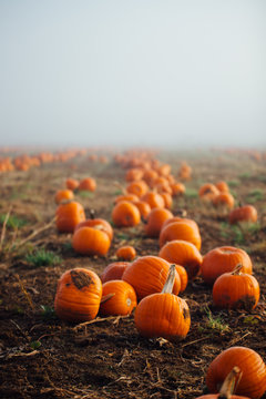A scattering of orange pumpkins in a misty field