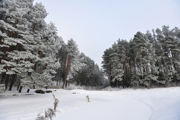  winter landscape