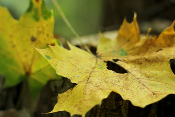 forest landscape with fallen leaves