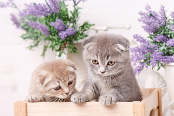 Portrait of two Scottish kittens who want to climb out of a wooden box.